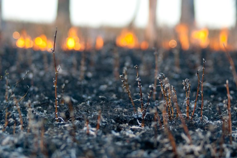 feu de forêt