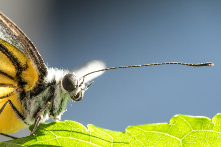 insectes environnement